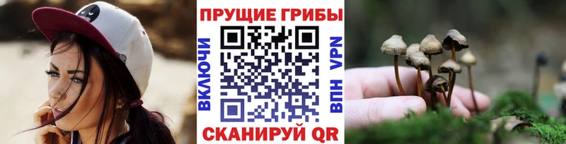 блэк спрут tor  Красноярск  Галлюциногенные грибы Magic Shrooms 